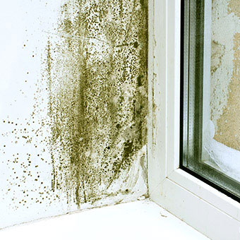 Black mold covers the damp walls near a window.