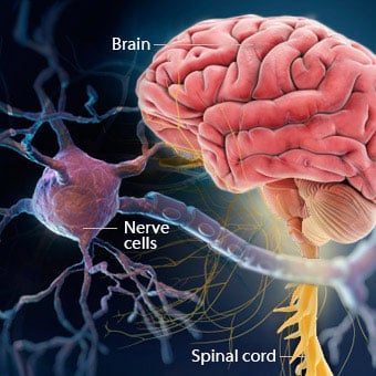 An illustration of the brain, spinal cord, and nerve cells that are affected by multiple sclerosis (MS).