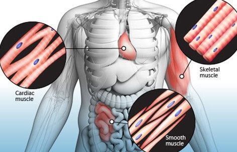 There are three types of muscles in your body. Cardiac muscle makes up your heart.