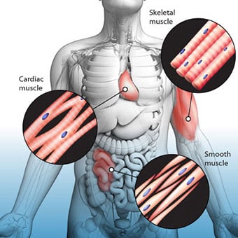 An illustration shows the three types of muscle in the body: cardiac, skeletal, and smooth.