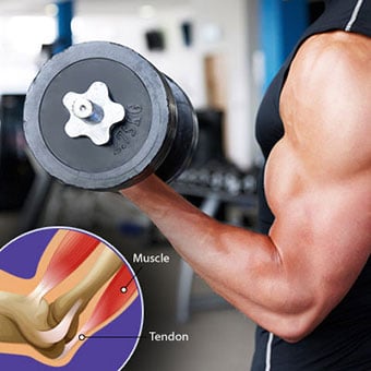 A man lifts weights at the gym, and a callout illustrates the muscle and tendon.