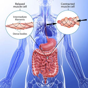 An illustration shows a smooth muscle (intestines) in a relaxed state and spasm or contracted state.