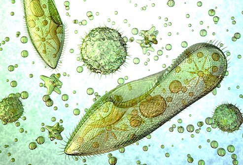 Naegleria fowleri is also known as the brain eating amoeba.