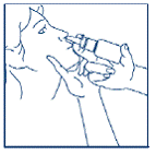 Aim the spray tip toward the back and outer side of the nose - Illustration