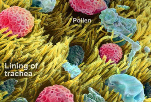 Your body manufactures antibodies in response to exposure to allergens.