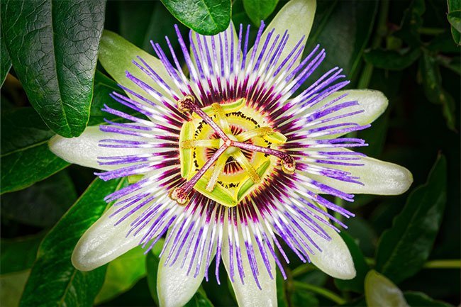 Passionflower is a calming herb that may help you get a better night's rest.