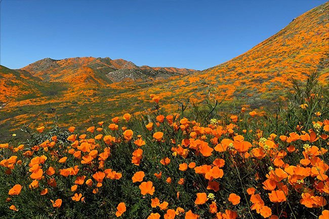 California poppy extract may work as a sedative, but it may be associated with side effects and stomach problems.