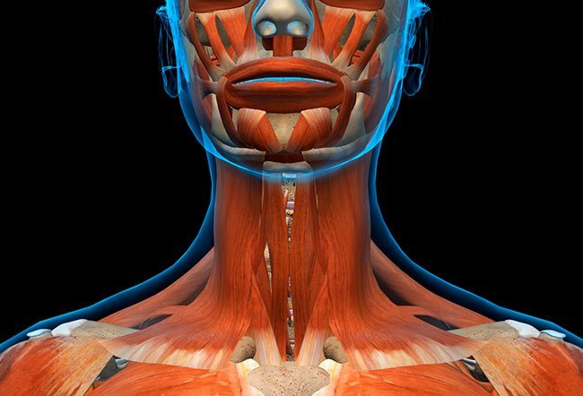 Several muscles are present in the neck to allow the movement of the neck and maintain its shape and structure. 