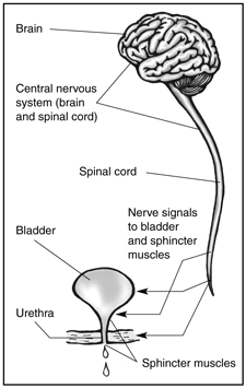 Picture of nerves carrying signals from the brain to the bladder and sphincter