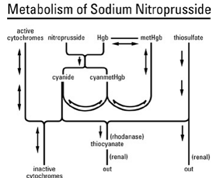 Essential features of nitroprusside metabolism - Illustration