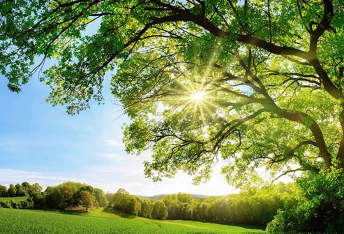 Eating a plant-based diet is better for the environment.