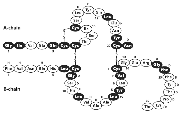 Novolin® R (Regular, Human Insulin [rDNA origin]) Structural formula Illustration