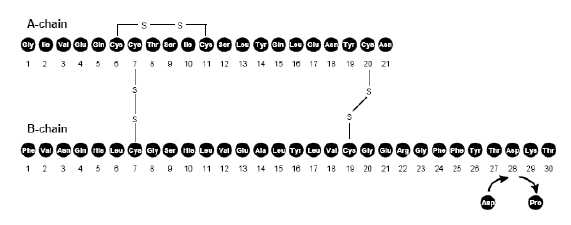 NovoLog®  (50% insulin aspart protamine suspension and 50% insulin aspart injection, [rDNA origin])  Structural Formula Illustration