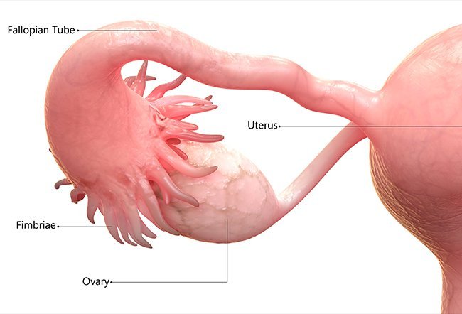 what is the follicular phase of the menstrual cycle