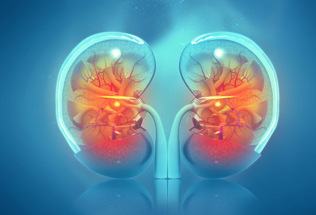 what are free radicals found in the body