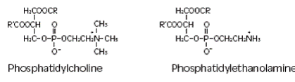 Choline or ethanolamine ester of phosphoric acid- Structural formula Illustration