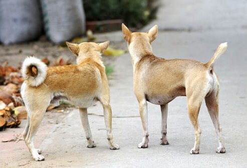 Photo of two dogs.