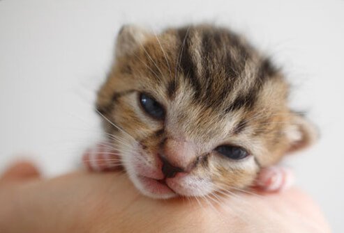 Photo of newborn kitten.