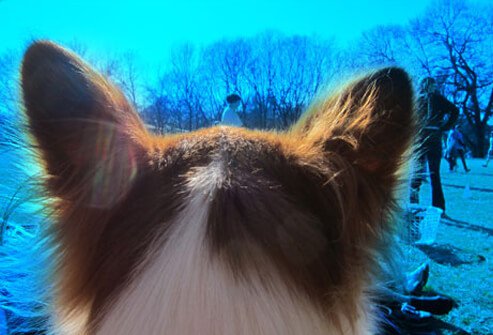 A dog looking at a crowd.