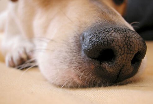 Photo of a dog's nose.
