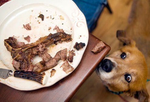 A dog straining toward a steak bone.