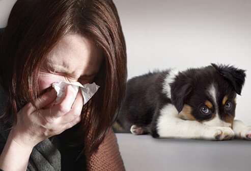 A sneezing woman and dog.