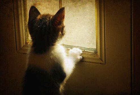 Kitten at a window.
