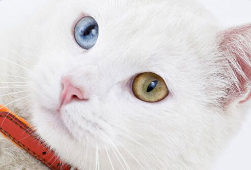 A cat with blue and green eyes.