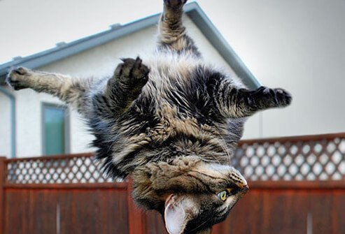A cat falling.