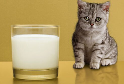 Photo of sad kitten regarding milk.