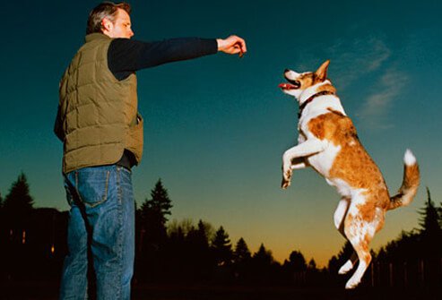 Photo of man offering treat to jumping dog.