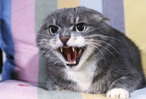 Notify the vet immediately if your cat becomes aggressive.