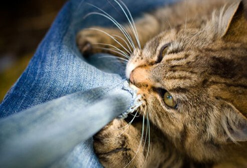 See your vet about your cat's compulsive behavior.