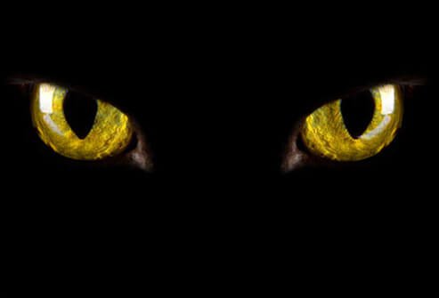 Some cats get hyper at night.