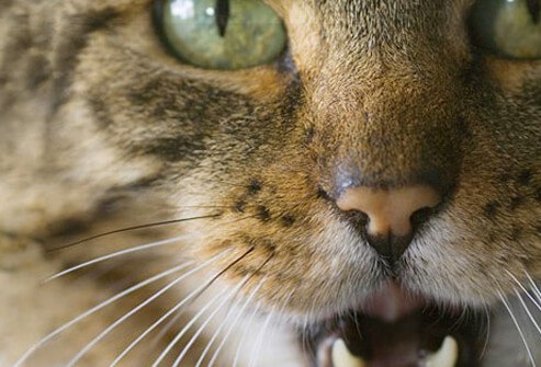 Cats meow for people to get attention or to communicate their needs.