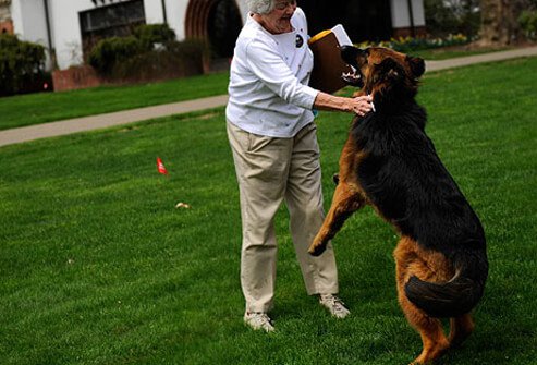 German shepherd jumping up on woman