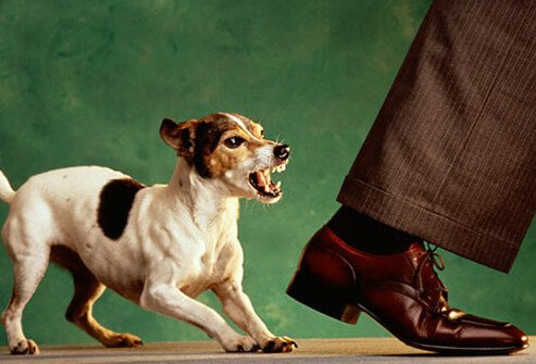 Dog nipping at businessman's heels