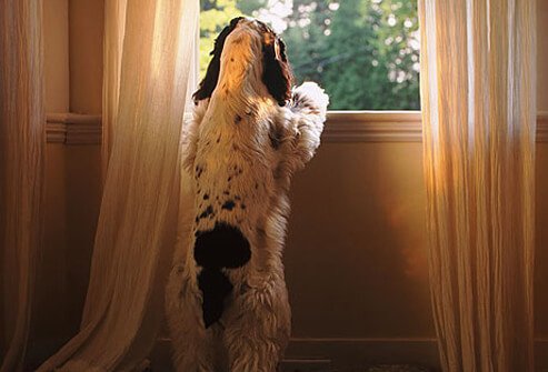 Cocker spaniel puppy looking out the window