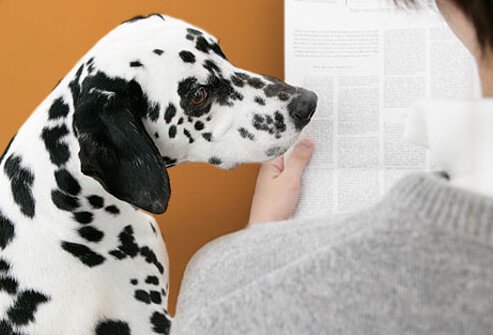 Man reading newspaper with dalmation