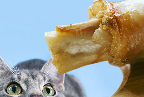 Cat eying bone and fat