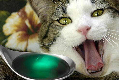 Spoonful of medicine in front of yawning cat