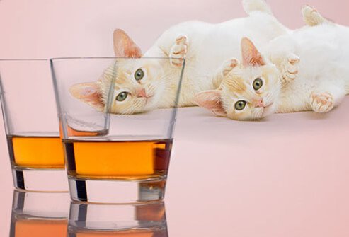 Two kittens looking at two shots of whiskey