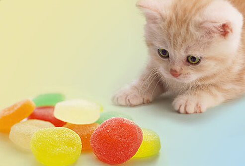 Kitten crouching towards gumdrops