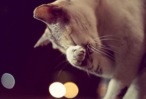 Grey Cat Rubbing Face