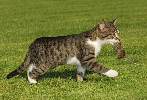 Cat Bringing Mouse to his Owner