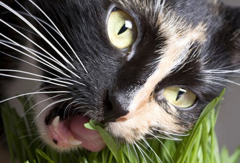 Excited Cat Eating Grass