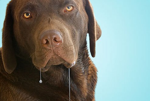 Chocolate Lab Drooling