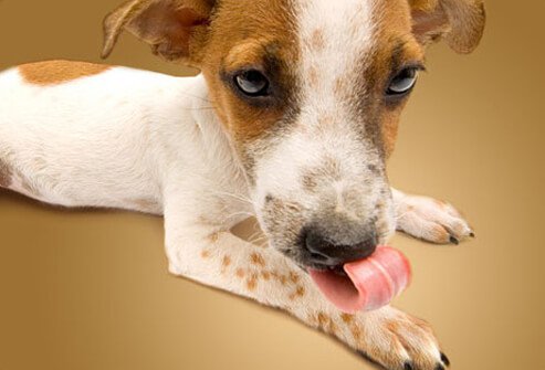 Puppy Licking Front Paw