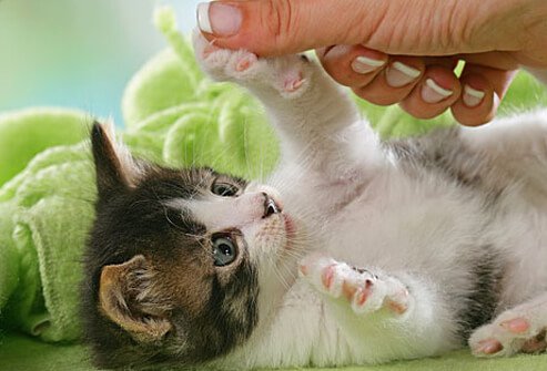 Playing with kitten