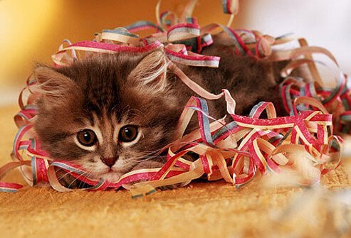 Kitten playing with ribbons
